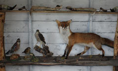 interior view of curiosity cabinet with taxidermied animals